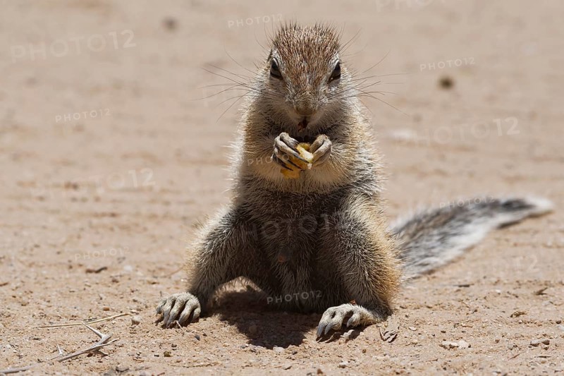 Cape ground squirrel (Xerus inauris)