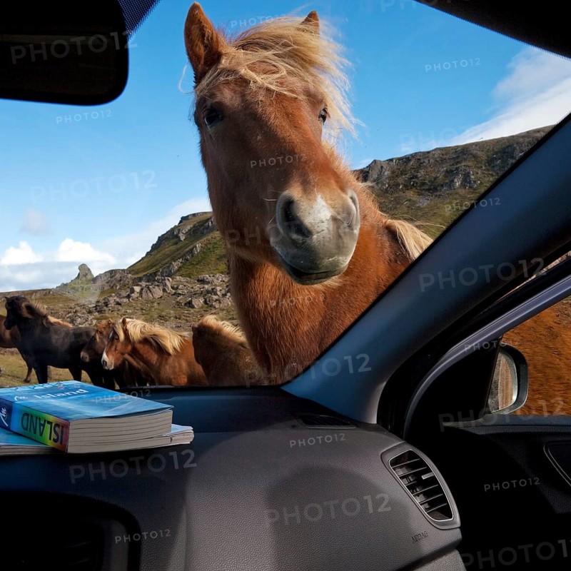 Icelandic horse (Equus ferus caballus) looks curiously into the car