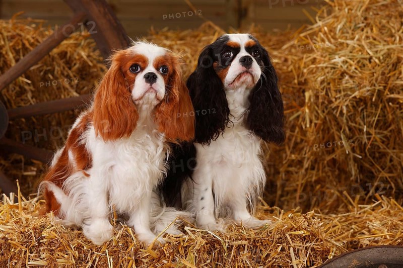 Cavalier King Charles Spaniel