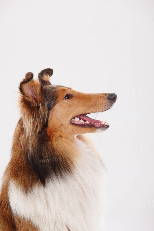 Longhair collie