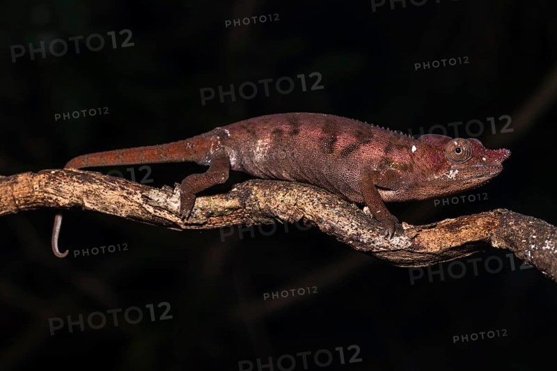 Rhinoceros chameleon (Furcifer rhinoceratus)