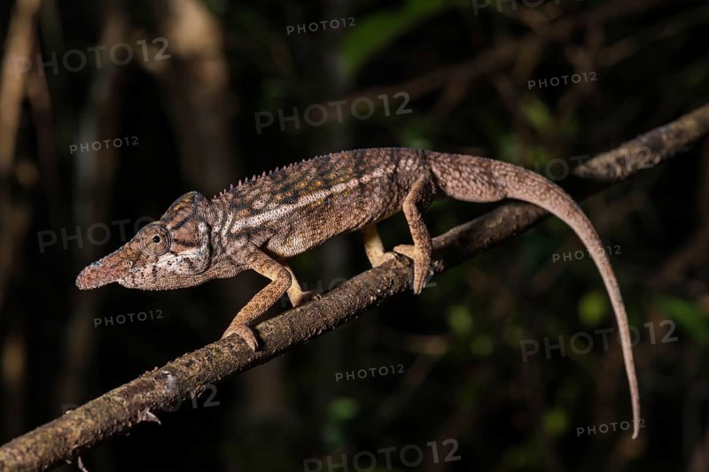 Male rhino chameleon (Furcifer rhinoceratus) on branch