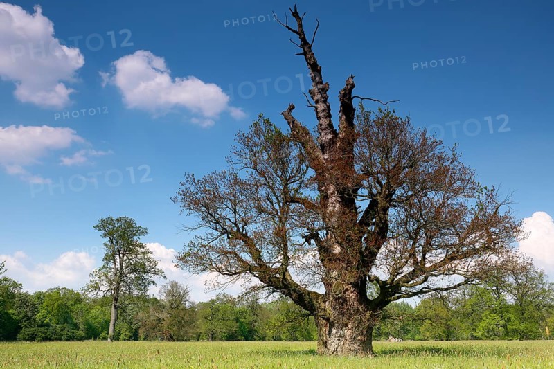 650 years old English oak (Quercus robur)