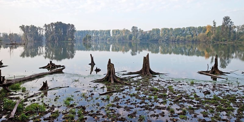 Old water with dead trees