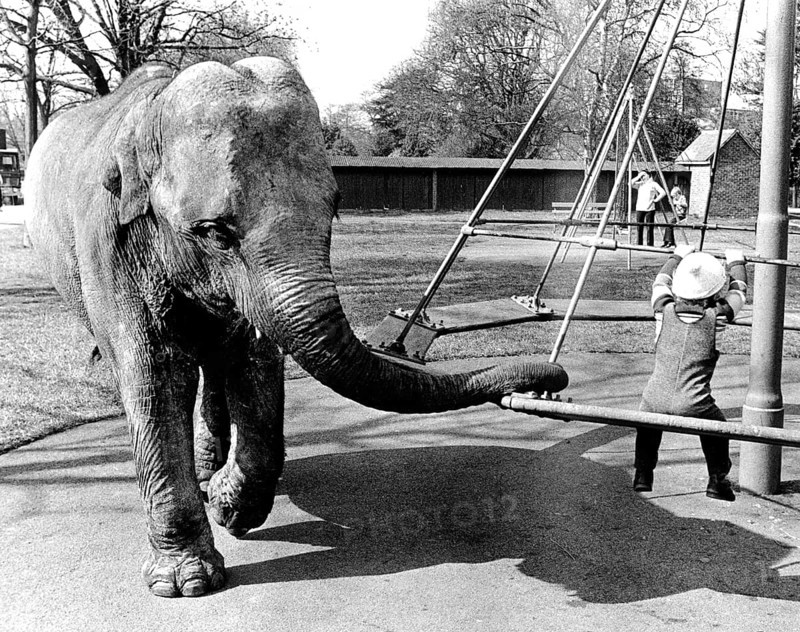 Elephant on the children's playground