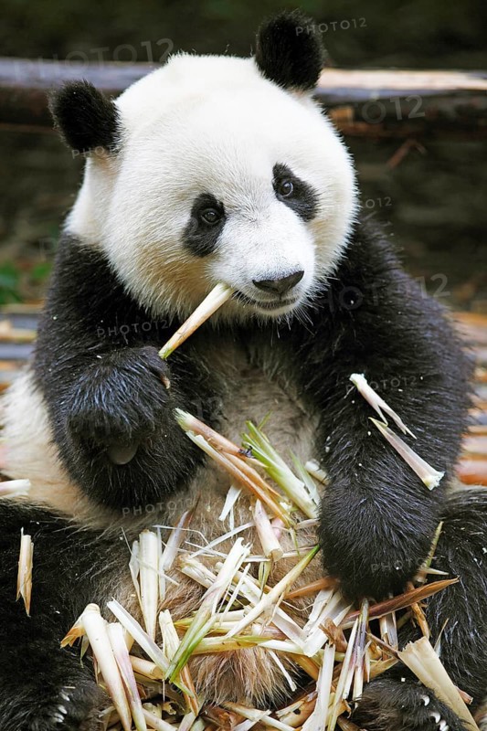 Panda bear or Giant Panda (Ailuropoda melanoleuca) eats bamboo shoots