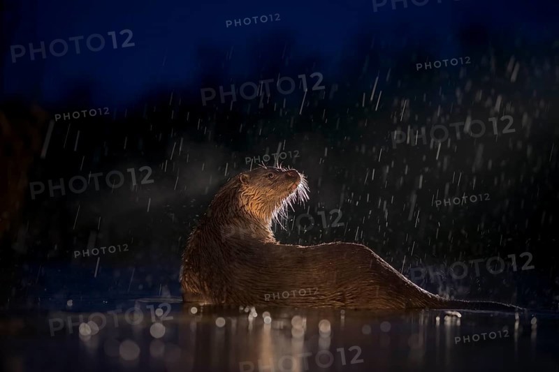 European otter (Lutra lutra) on nocturnal hunting in the water during rain