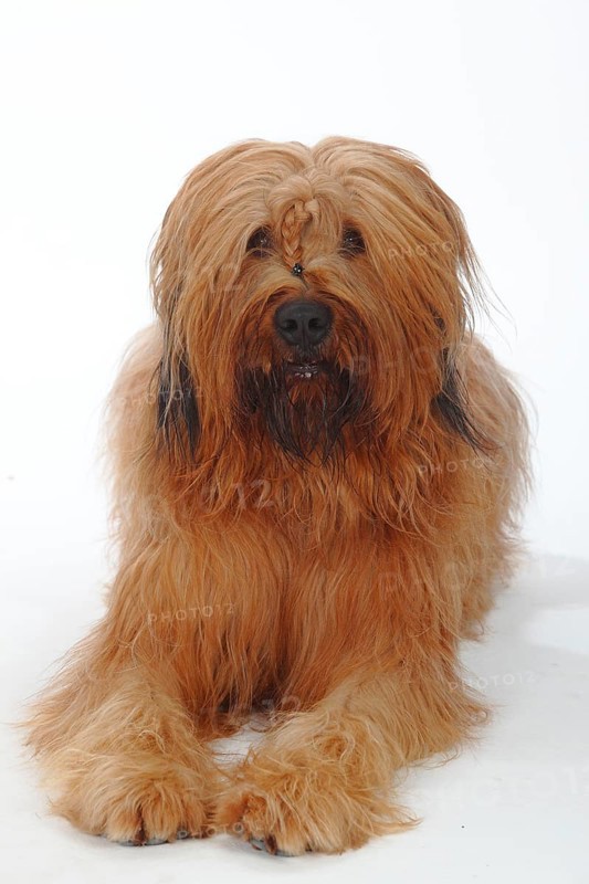 Briard
