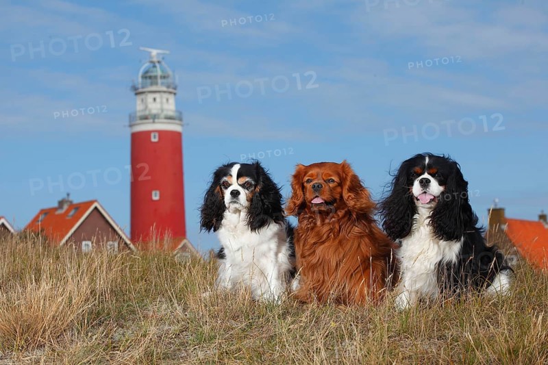 Cavalier King Charles Spaniel