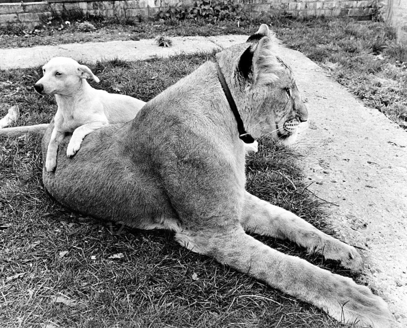 Dog and Lion cuddling