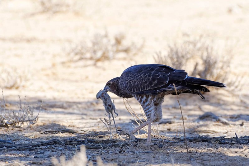Pale chanting goshawk (Melierax canorus)