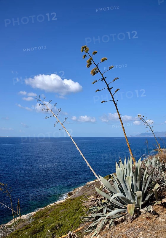 Flowering Agave (Agave) in front of blue sea