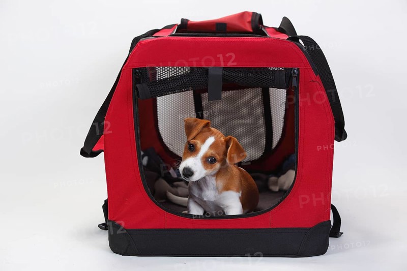 Jack Russell terrier