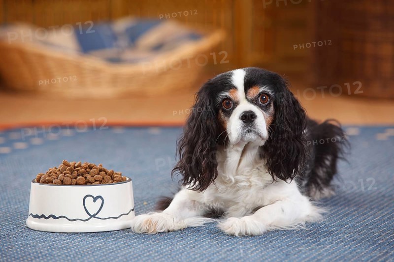 Cavalier King Charles Spaniel