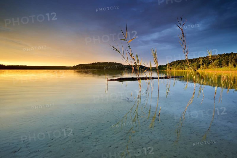 Great Furstensee lake with reed