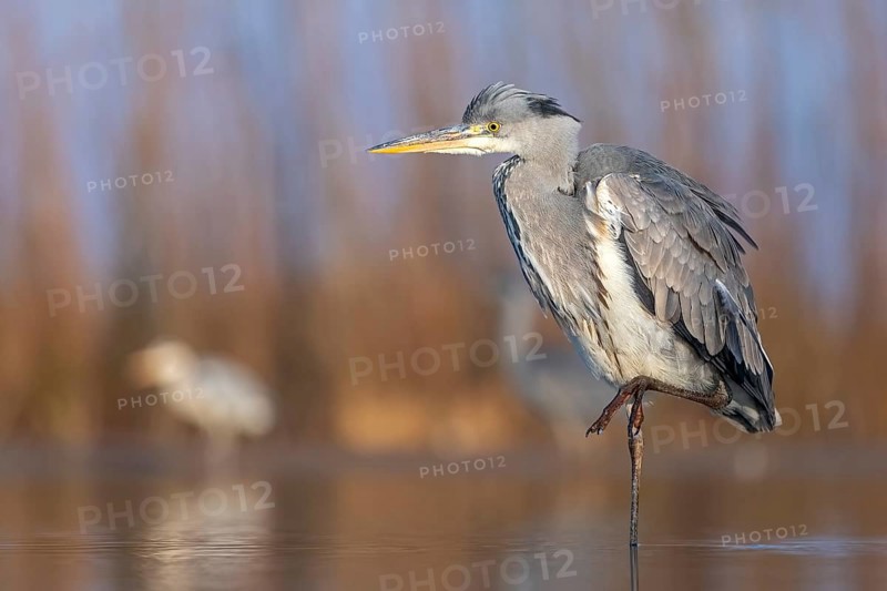Grey heron or (Ardea cinerea) standing on one leg in the water