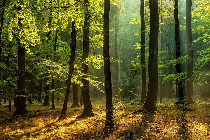Natural deciduous forest of oak and beech trees on the Finne mountain range