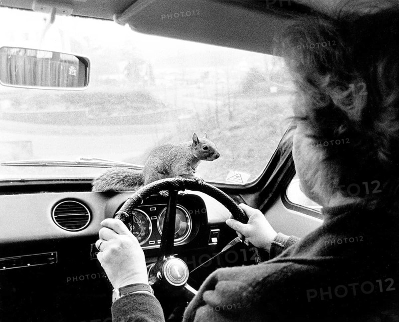 Squirrel sits on steering wheel
