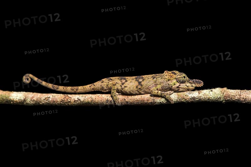 Chameleon (Calumma nasutum)