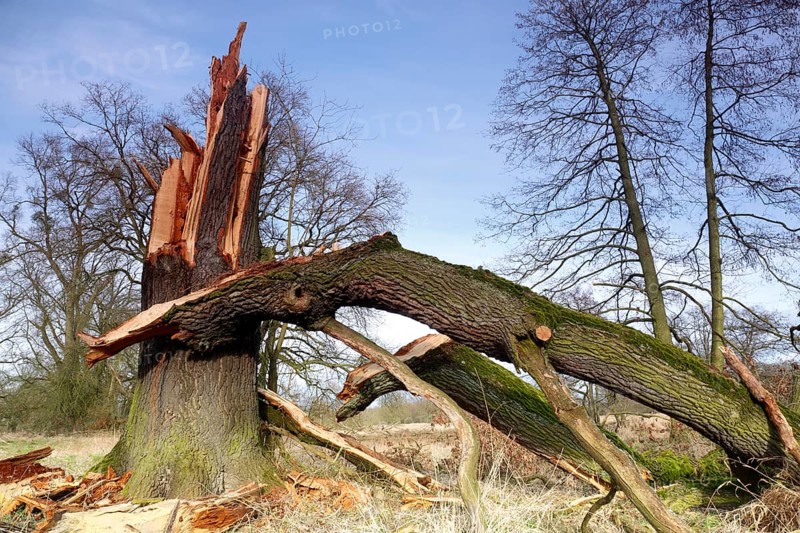 Windthrow of an oak