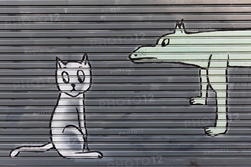 Cat and dog