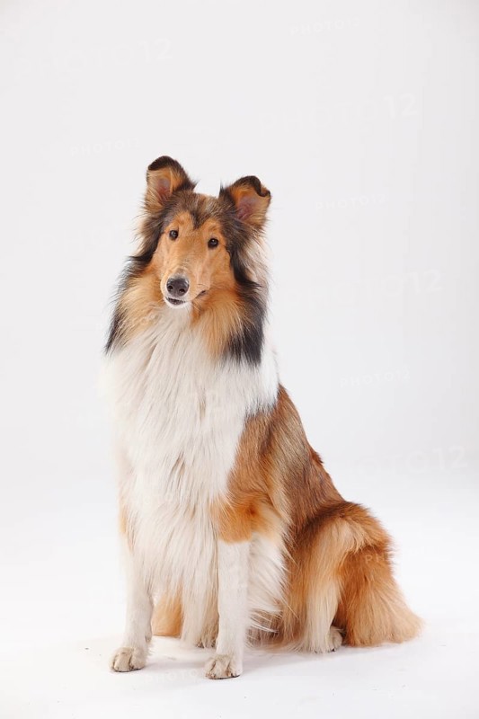 Longhair collie