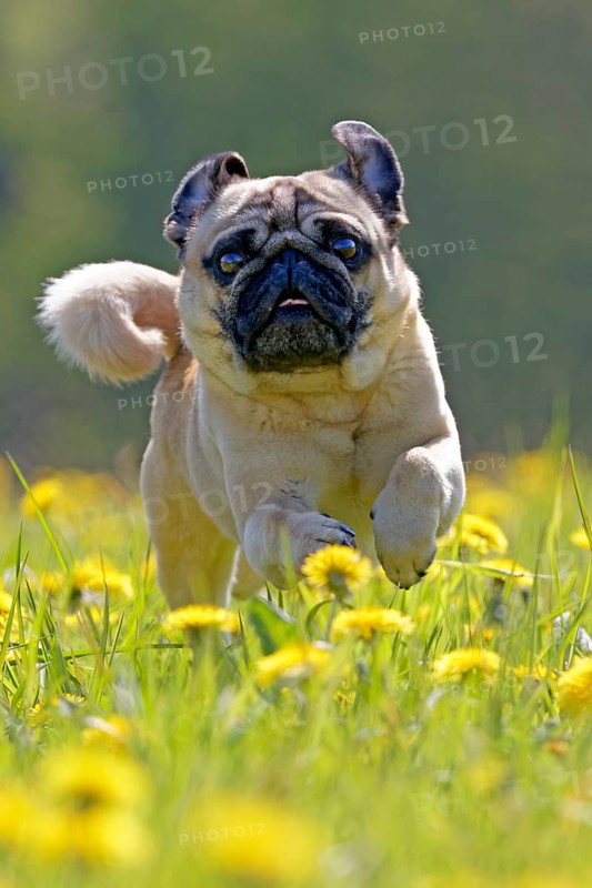 Pug runs in a dandelion meadow
