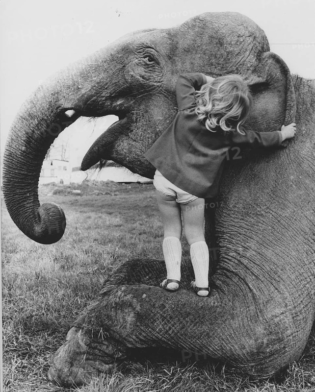 Girl whispers elephant in ear
