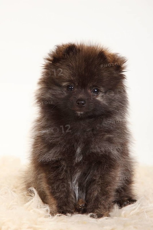 Black Kleinspitz