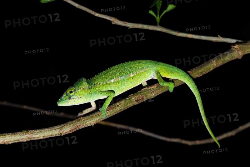 Perinet chameleon (Calumma gastrotaenia)