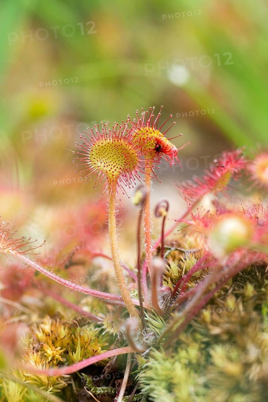 Common sundew (Drosera rotundifolia) with prey