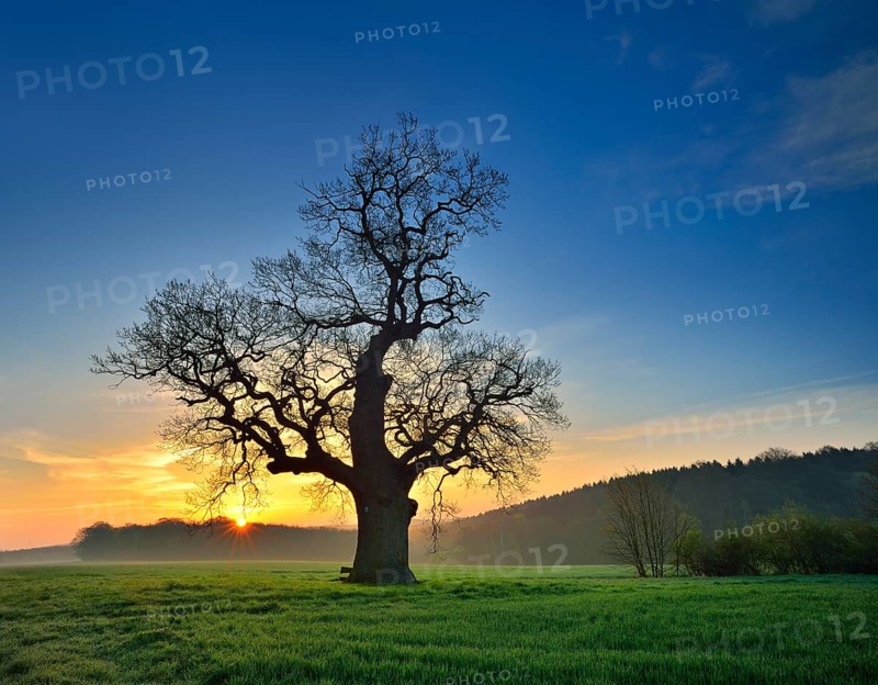 Old solitary Oak (Quercus) in green field