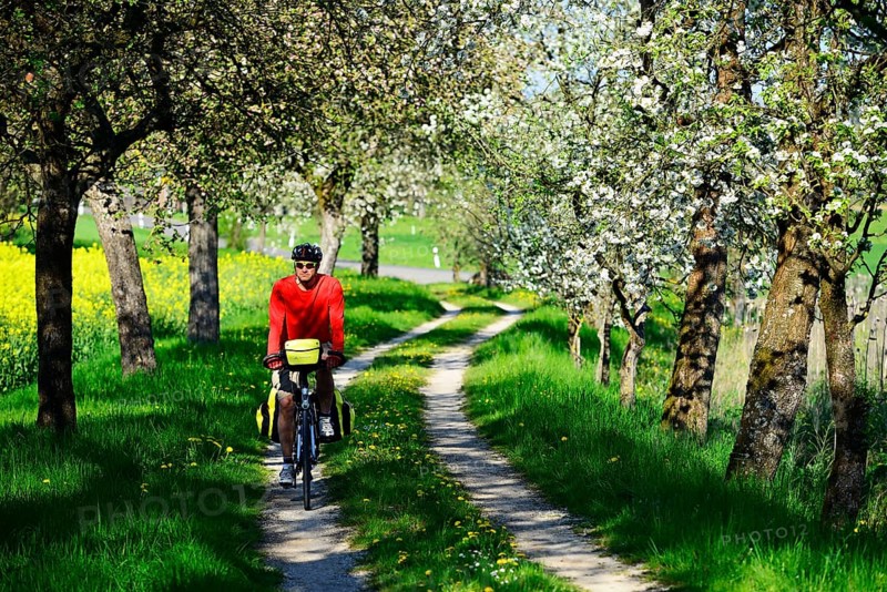 Cyclist on dirt road with blossoming cherry trees