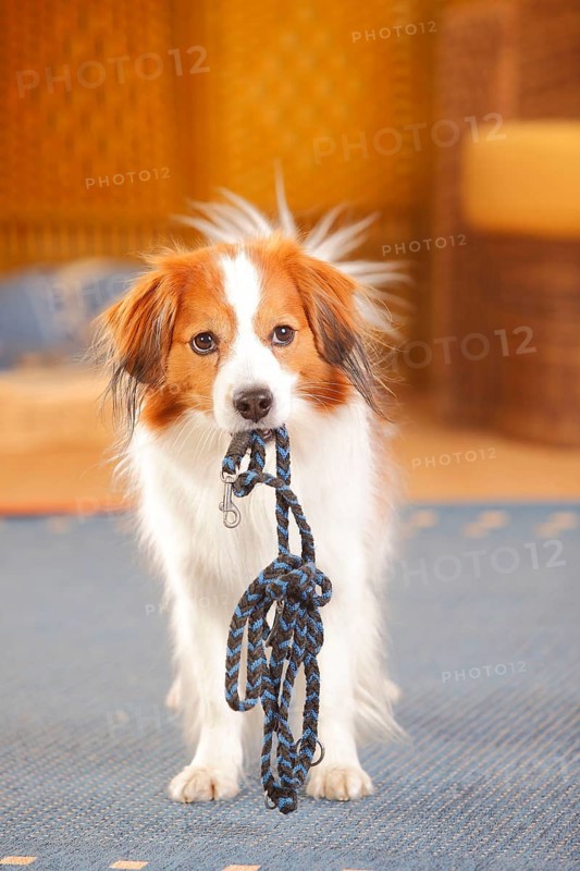 Kooikerhondje