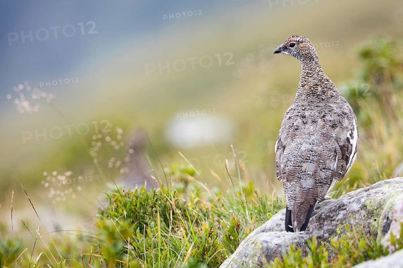 Rock Ptarmigan (Lagopus muta) sits on rock