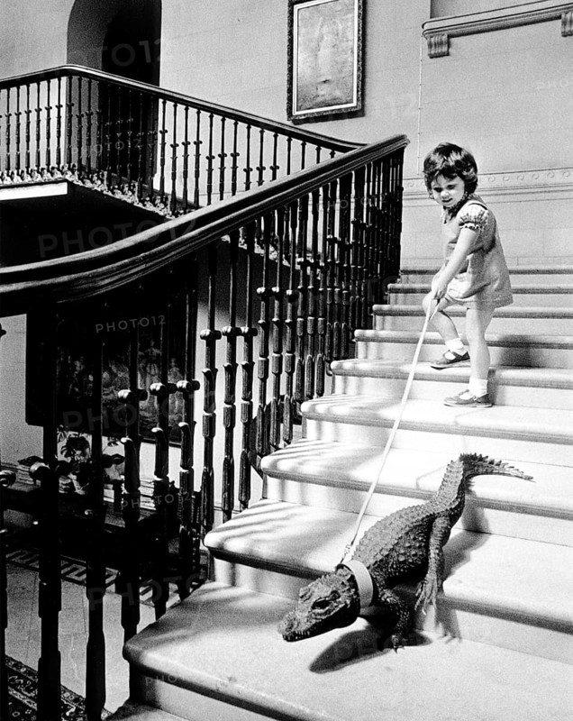 Girl leads small crocodile on a leash