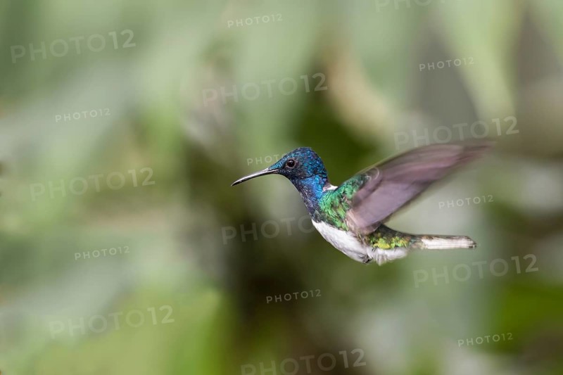 White-necked jacobin (Florisuga mellivora) in flight