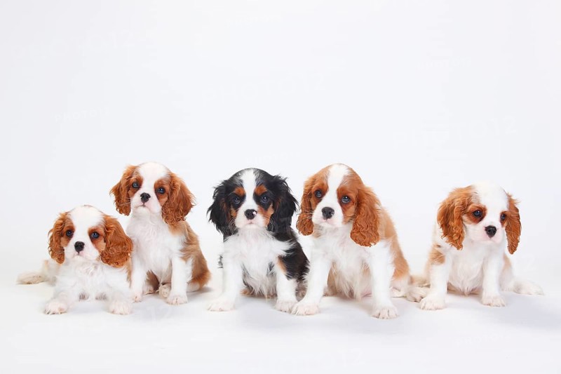 Cavalier King Charles Spaniel