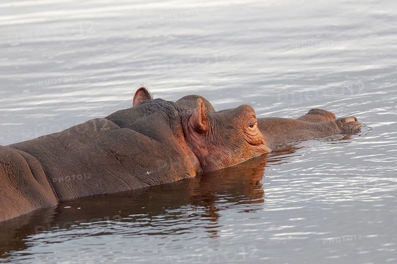 Hippopotamus (Hippopotamus amphibius) bathing in the Olifants River