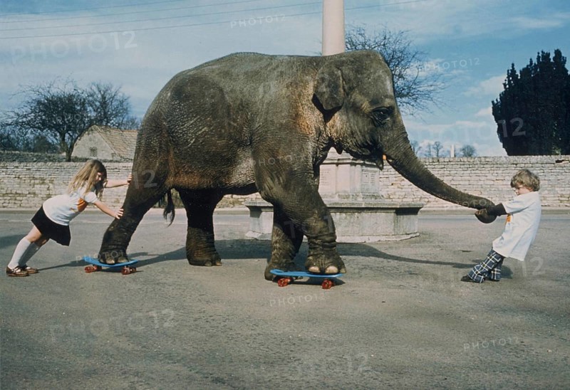 Elephant on skateboard