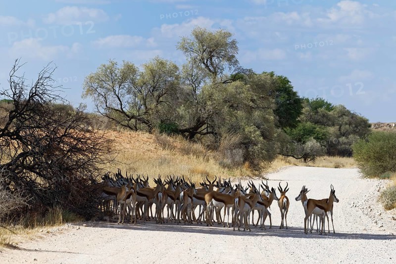 Herd of springboks (Antidorcas marsupialis) standing in the shade