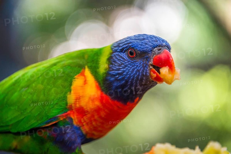 Swainson's Lorikeet (Trichoglossus haematodus moluccanus)