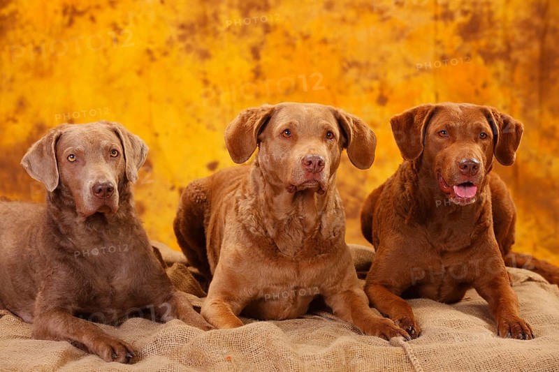 Chesapeake Bay Retriever