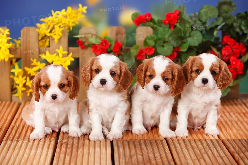 Cavalier King Charles Spaniel