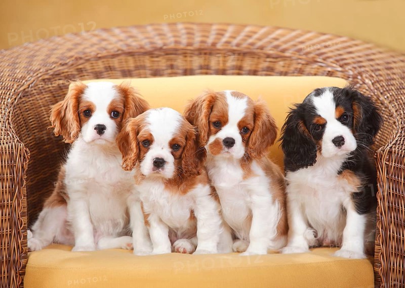 Cavalier King Charles Spaniel