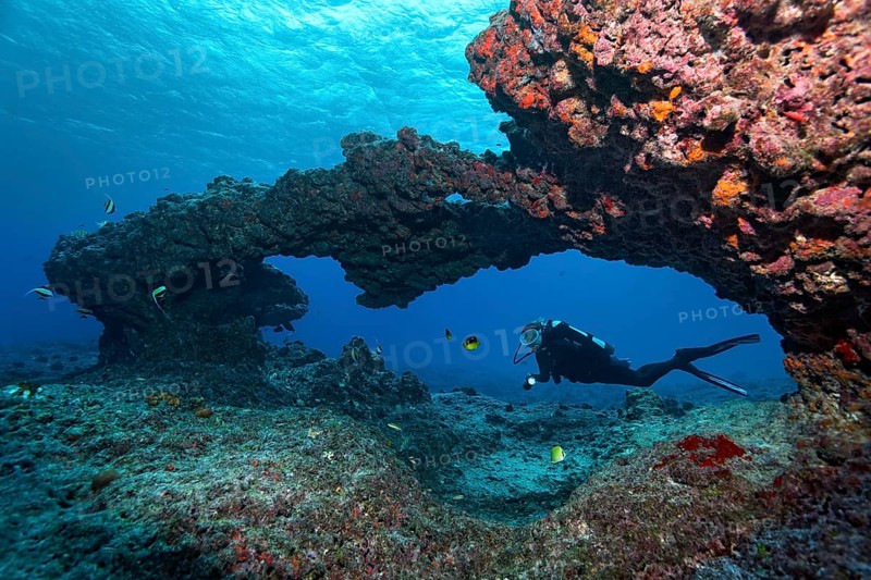 Diver diving through coral reef
