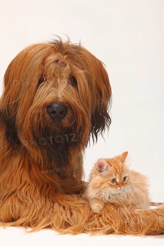 Briard or Berger de Brie