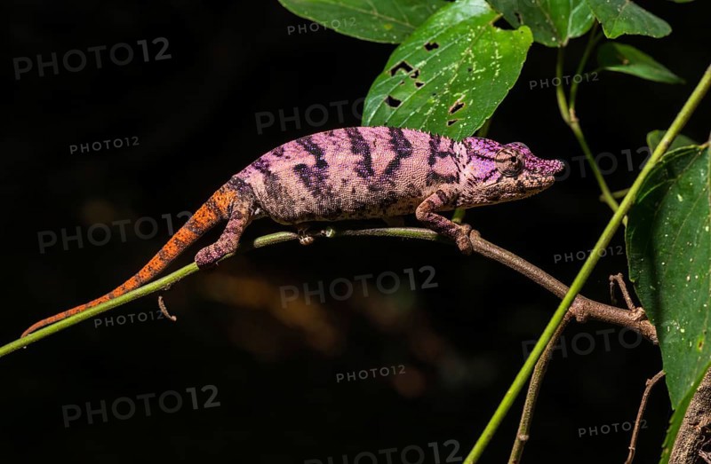 Rhinoceros chameleon (Furcifer rhinoceratus)