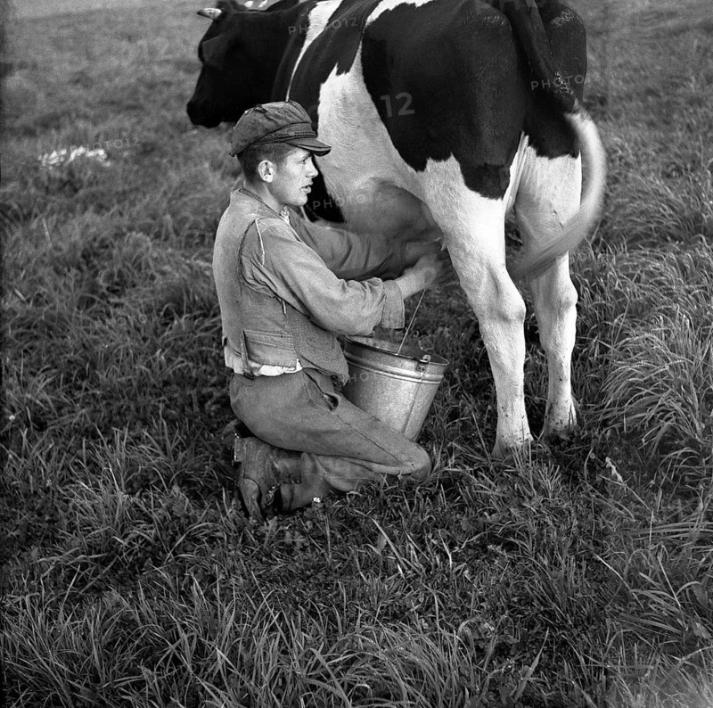 Farmer milking a cow