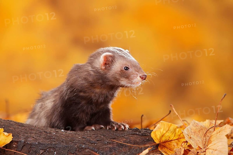 Ferret (Mustela putorius forma domestica) in autumn leaves